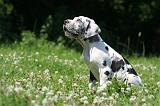 DOGUE ALLEMAND 418